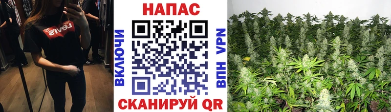 Купить  Ейск  Конопля SATIVA & INDICA 
